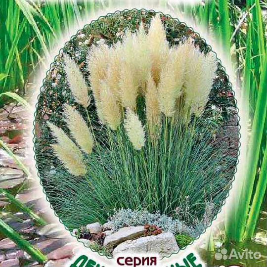 Кортадерия