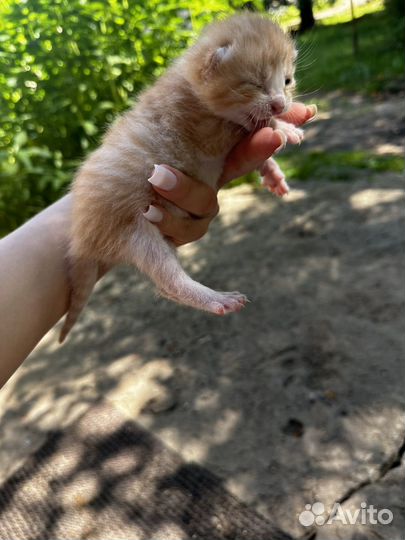 Котята бесплатно