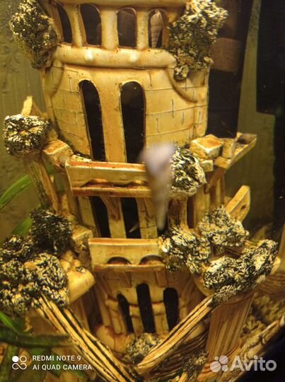 Улитки Мелании