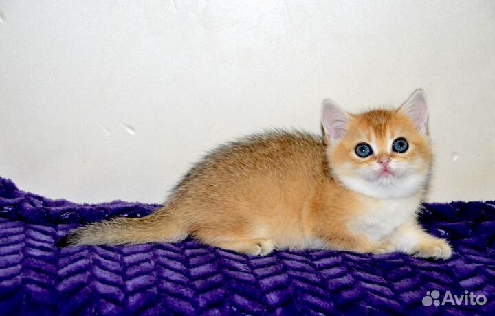 Шотландская девочка