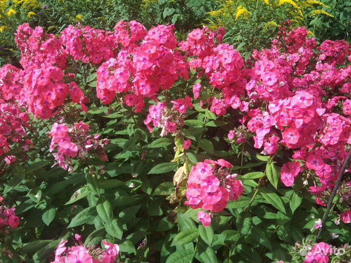 Флоксы многолетние