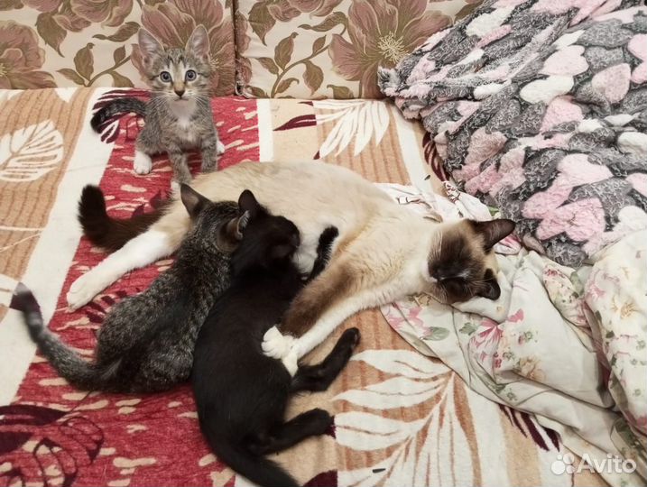 Отдам в добрые руки