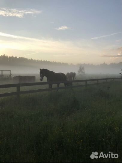 Постой лошадей
