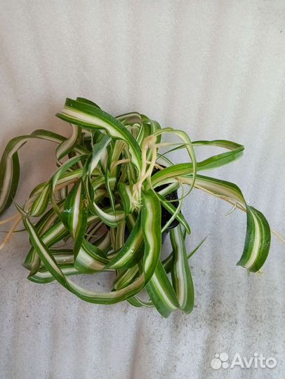 Хлорофитум бонни