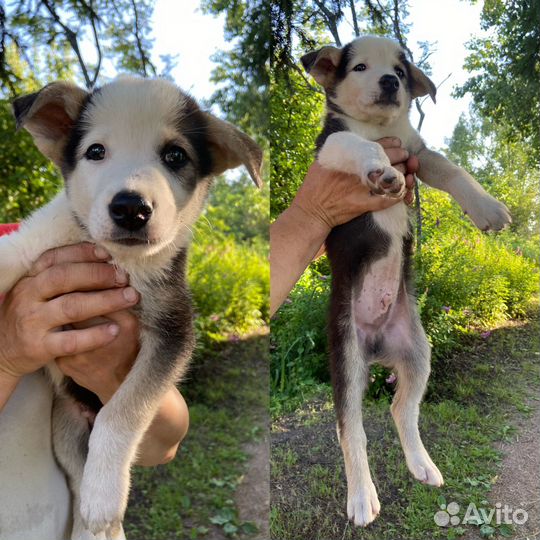 Щенки метисы сао