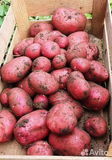 Картофель Шарвари Пирошка, семенной, 10 клубней