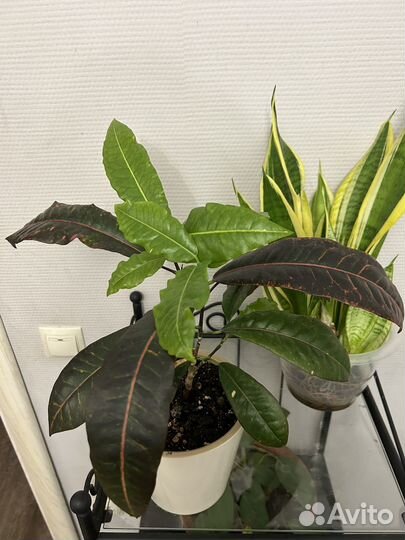 Комнатные растения цветы