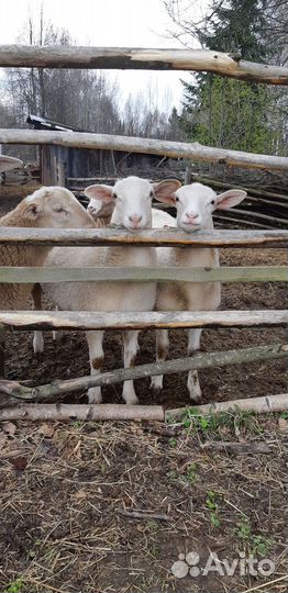 Катумские овцы и ягнята