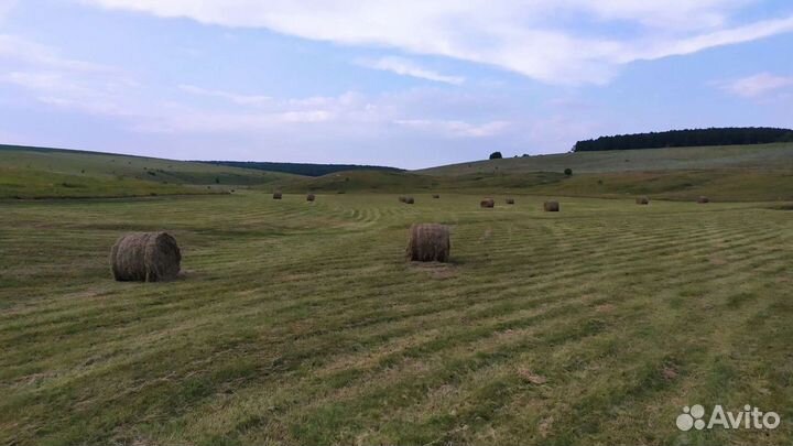 Сено в тюках