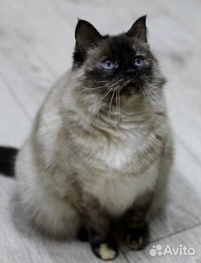 Сиамская кошка Сима