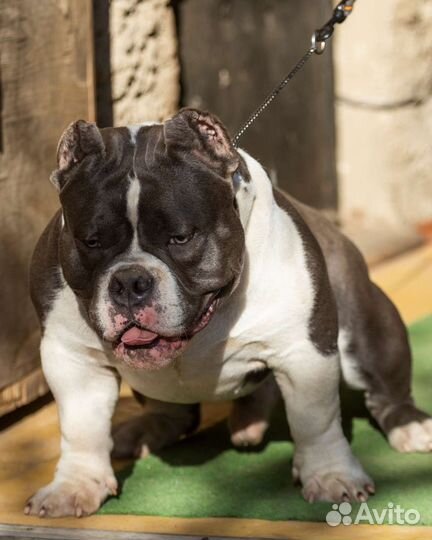 Мощный Американский Булли micro покет мальчик