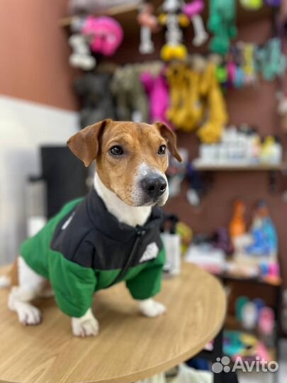 Стрижка собак и кошек (Груминг)