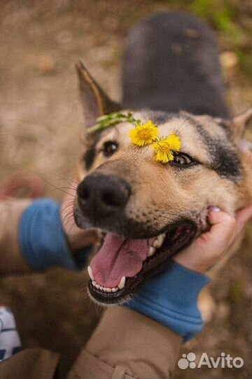 Овчарка Джефф в добрые руки