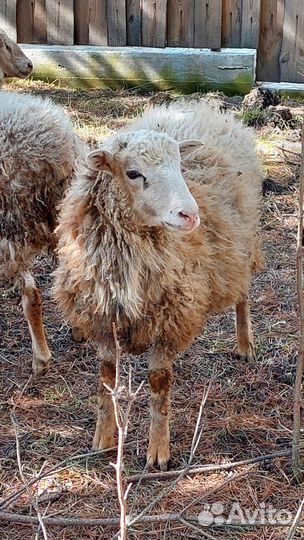 Баран молодой