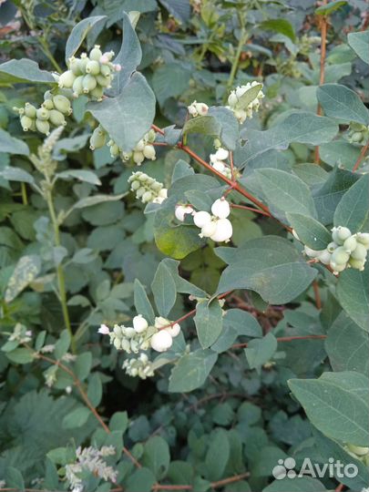 Снежноягодник