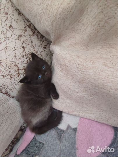 Шотландская кошка