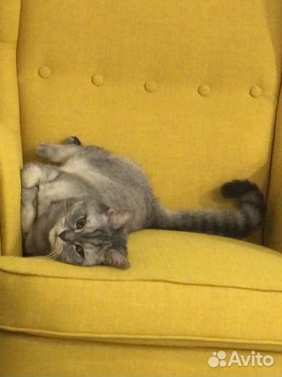 Британский кот бесплатно