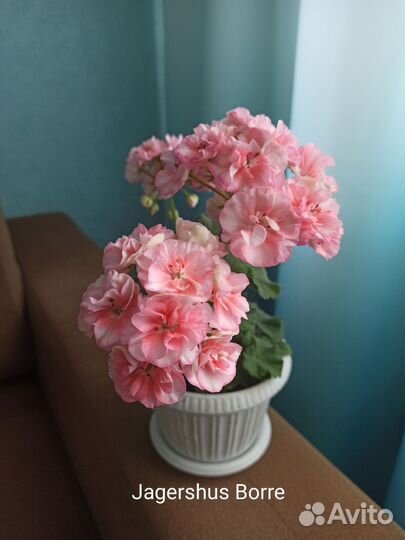 Герань пеларгония