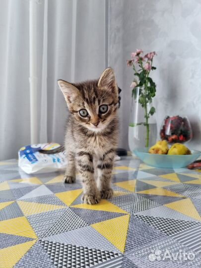 Отдам котят в добрые руки
