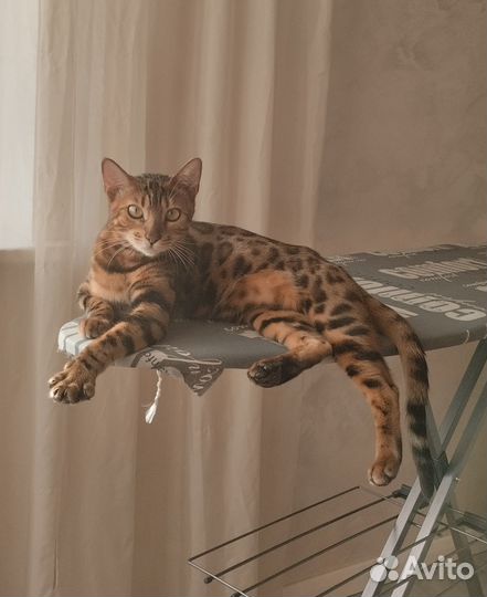 Отдам кошку в добрые руки