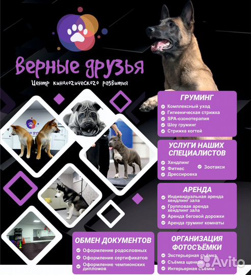 Кинолог, хендлинг,грумер. аренда