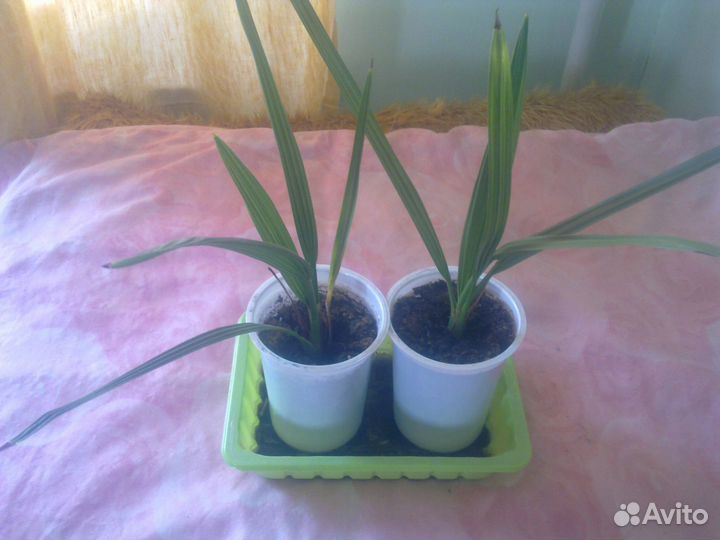 Растение алоэ, финиковые пальмы инжир, толстянка