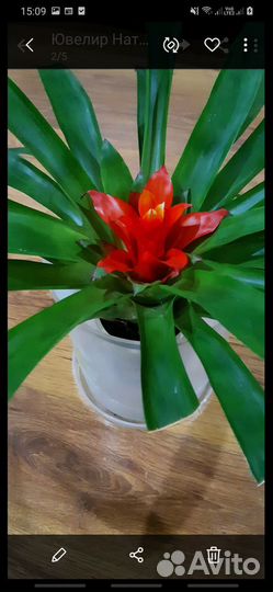 Гузмания - символ силы и долголетия