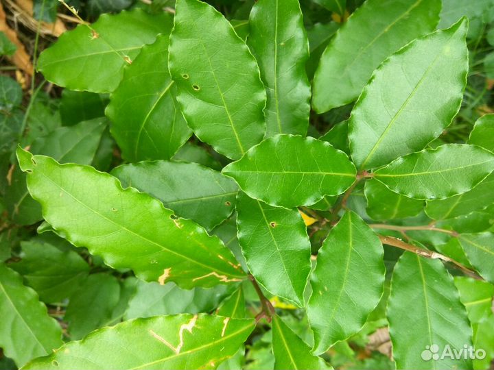 Лавровый лист кустарник