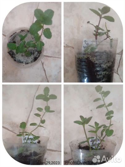 7 сортов коллекционное мяты.Тимьян ползучий