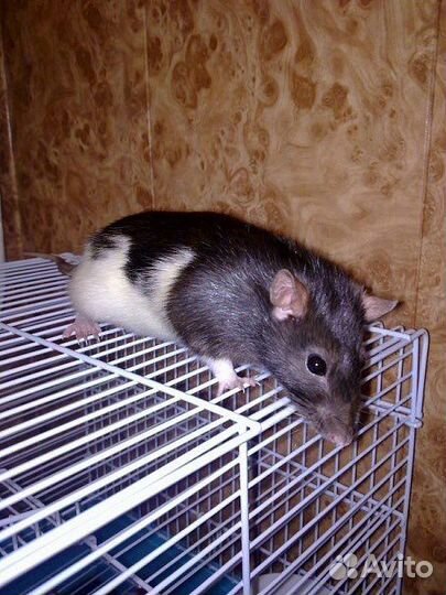 Передержка грызунов