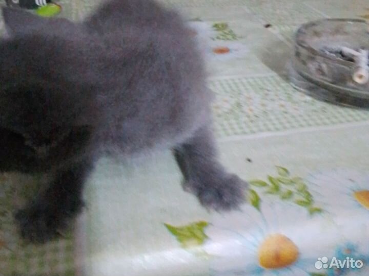 Вислоухие котята