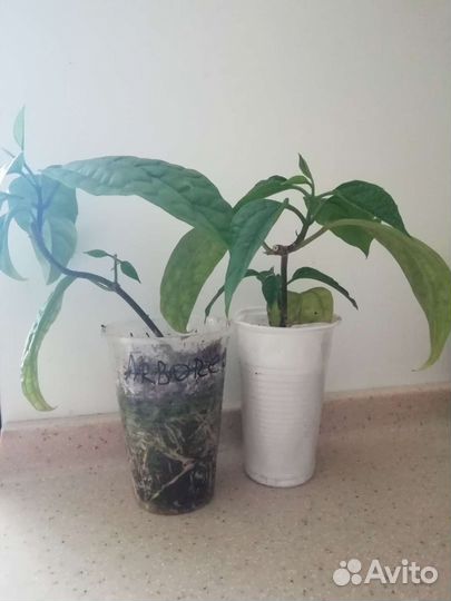 Клеродендрум томпсона