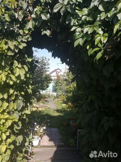 Девичий виноград