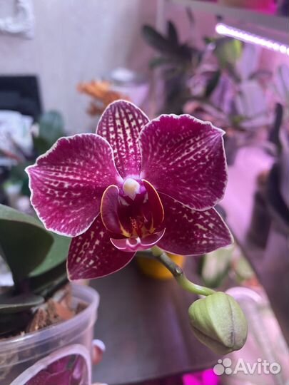 Орхидея фаленопсис бабочка Черри бомб