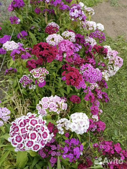 Турецкая гвоздика рассада