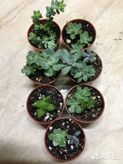 Сукуленты-детки