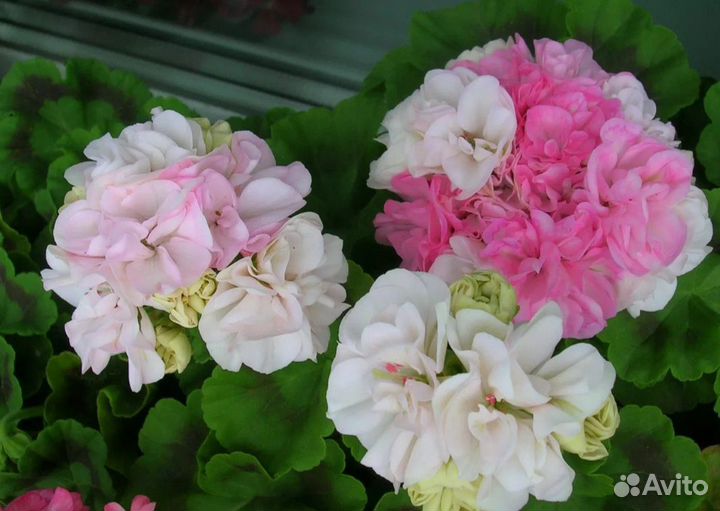 Пеларгония