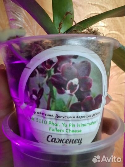 Подростки орхидей