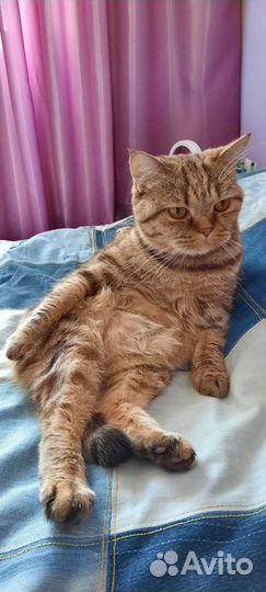 Кошки породистые бесплатно