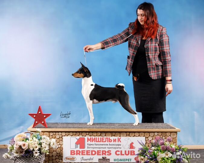 Профессиональный хендлер