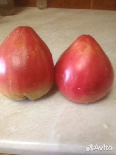 Рассада помидор и перцев