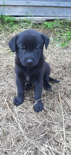 Щенки лабрадора