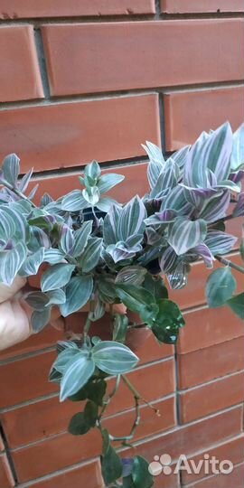 Традесканция, спатифилум, денежное дерево