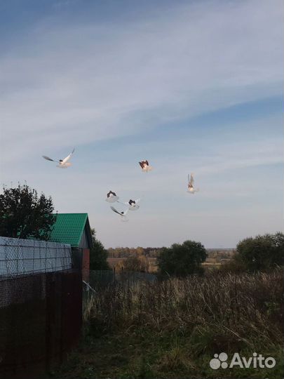 Продажа голубей
