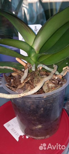 Орхидея фаленопсис