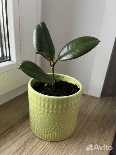 Фикус эластика робуста каучуконосный