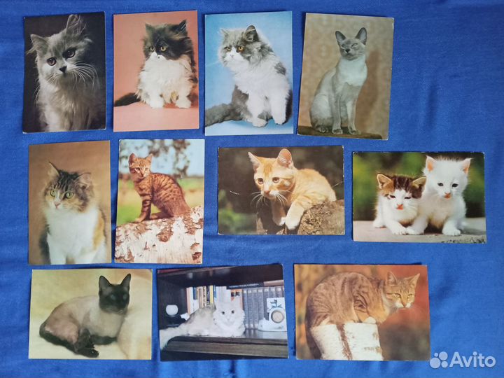 Открытки с животными