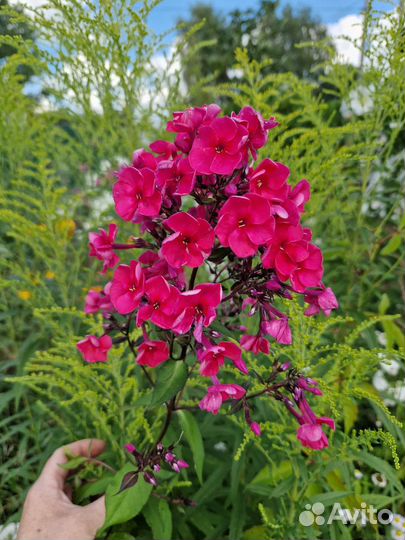 Флоксы метельчатые, эхинацея пурпурная, хризантемы