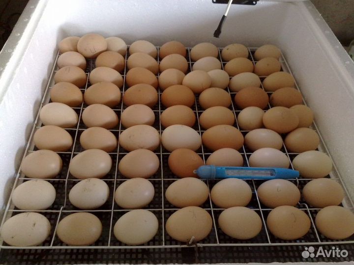 Инкубаторы несушка