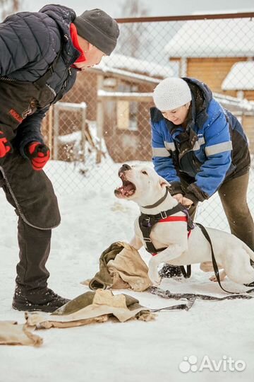 Зоопсихолог, кинолог